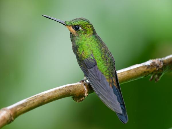 <h3><a href="/trips/costa-rica/biota/animalia/chordata/aves/033 apodiformes/004 trochilidae/heliodoxa jacula/heliodoxa jacula-nl.html">Heliodoxa&nbsp;jacula</a> / Green‑crowned&nbsp;brilliant / Groenkruinbriljantkolibrie</h3>OM-1 Mark II met OLYMPUS M.150-400mm F4.5, 1/400 sec  bij F4.5, ISO 10000, afstand 4.26&nbsp;m